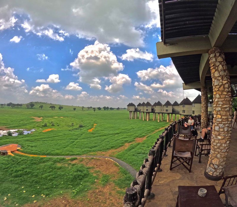 Safari scene
